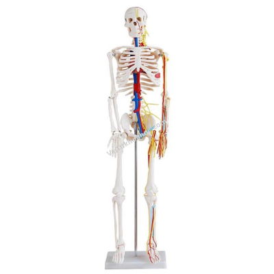 Mô hình bộ xương 85cm có dây thần kinh và mạch máu XC-102B