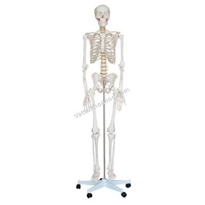 Mô hình bộ xương người kích thước 180cm XC-101