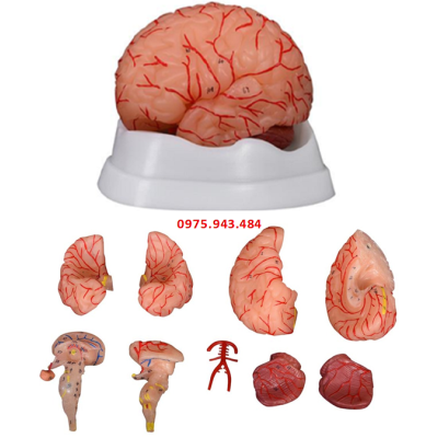 Mô hình giải phẫu bộ não người 9 phần XC-308D