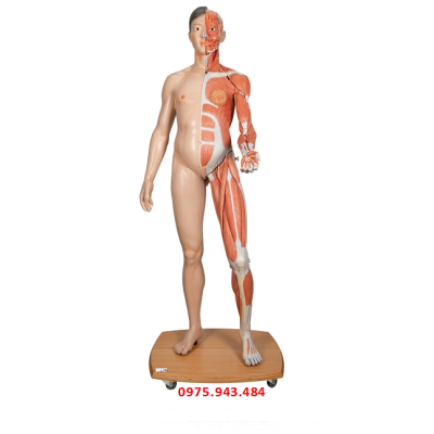 Mô hình giải phẫu cơ thể người 3B Scientific A-100437