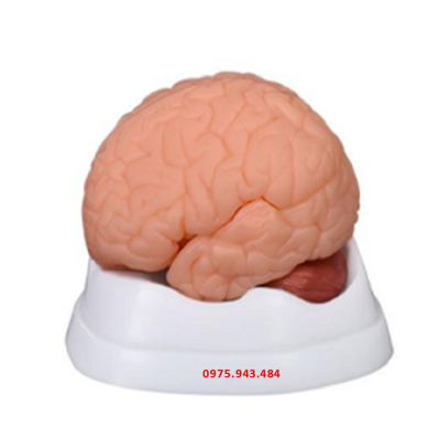 Mô hình giải phẫu não người 9 phần XC-304B