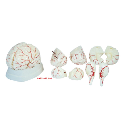 Mô hình giải phẫu não người có động mạch XC-308