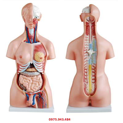 Mô hình giải phẫu nội tạng dạng bán thân 85cm với 23 bộ phận XC-204