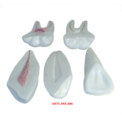 Mô hình giải phẫu răng người XC-305