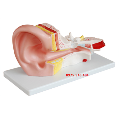 Mô hình giải phẫu tai giữa XC-303B