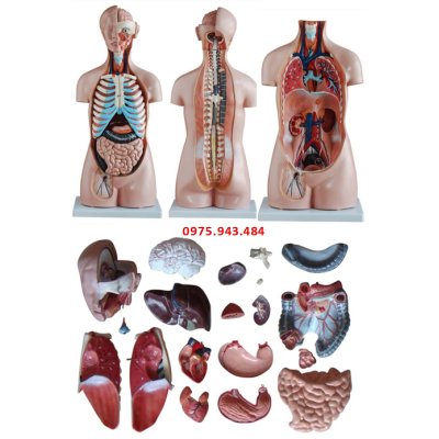 Mô hình giải phẫu thân người kèm cơ quan nội tạng không giới tính 85cm 20 bộ phận XC-206