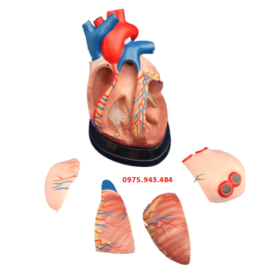 Mô hình giải phẫu tim giữa phóng đại 3 lần XC-307D