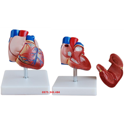 Mô hình giải phẫu tim người kích thước thật kiểu mới XC-307B