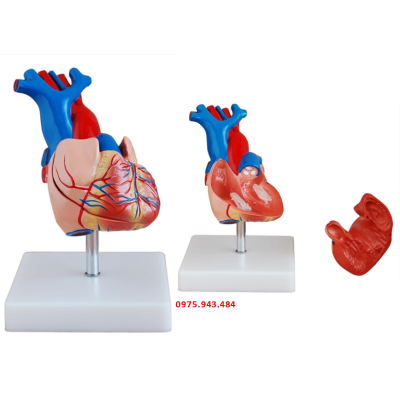Mô hình giải phẫu tim người kích thước thật XC-307A