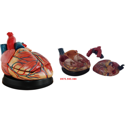 Mô hình giải phẫu tim người phóng đại 4 lần XC-307C