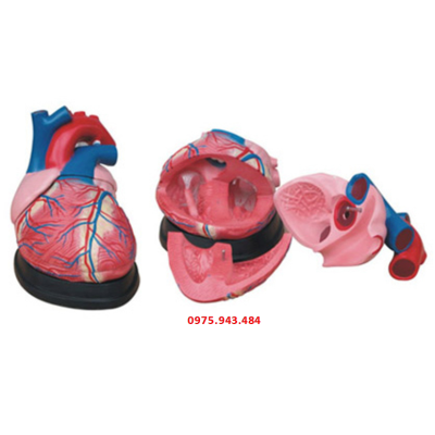 Mô hình giải phẫu tim phóng đại 4 lần XC-307