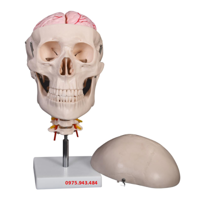 Mô hình hộp sọ với 8 phần não và cột sống cổ XC-135E