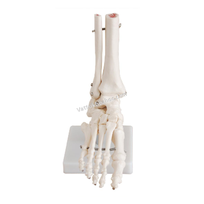 Mô hình khớp bàn chân XC-113