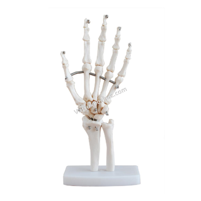 Mô hình khớp xương bàn tay XC-114