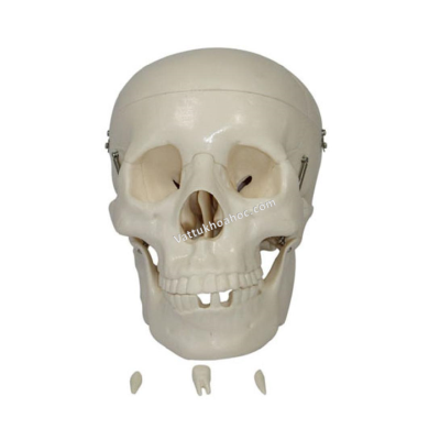 Mô hình khung xương hộp sọ kích thước thật XC-104