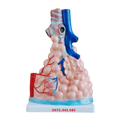 Mô hình phế nang phổi XC-302