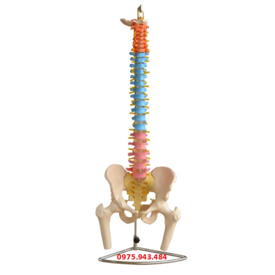Mô hình xương cột sống có chia màu với xương chậu và xương đùi XC-126C