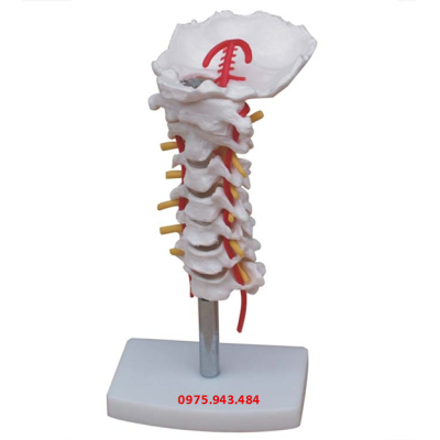 Mô hình xương cột sống cổ có động mạch XC-133