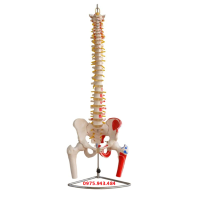 Mô hình xương cột sống, xương chậu, xương đùi và các cơ được sơn XC-126A